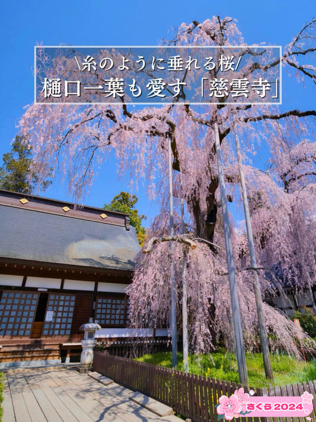 【山梨・桜】混雑回避はココ‼️樹齢330年のイトザクラに酔いしれよう🥰