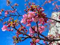 former Nakagawa Kawazu Cherry blossom