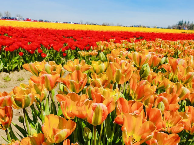 Wooden Shoe Tulip Farm