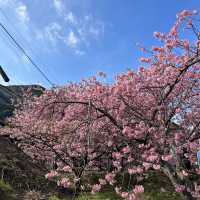 河津町櫻花打卡成功 安靜慢生活