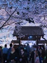 【長野・桜】日本三大桜名所はライトアップもレベチだった🤩見な損スポット🌸※アクセス情報付