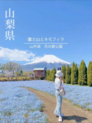 Bạn có thể nhìn thấy núi Phú Sĩ và hoa nemophila cùng một lúc! Công viên hoa hồ Yamanaka