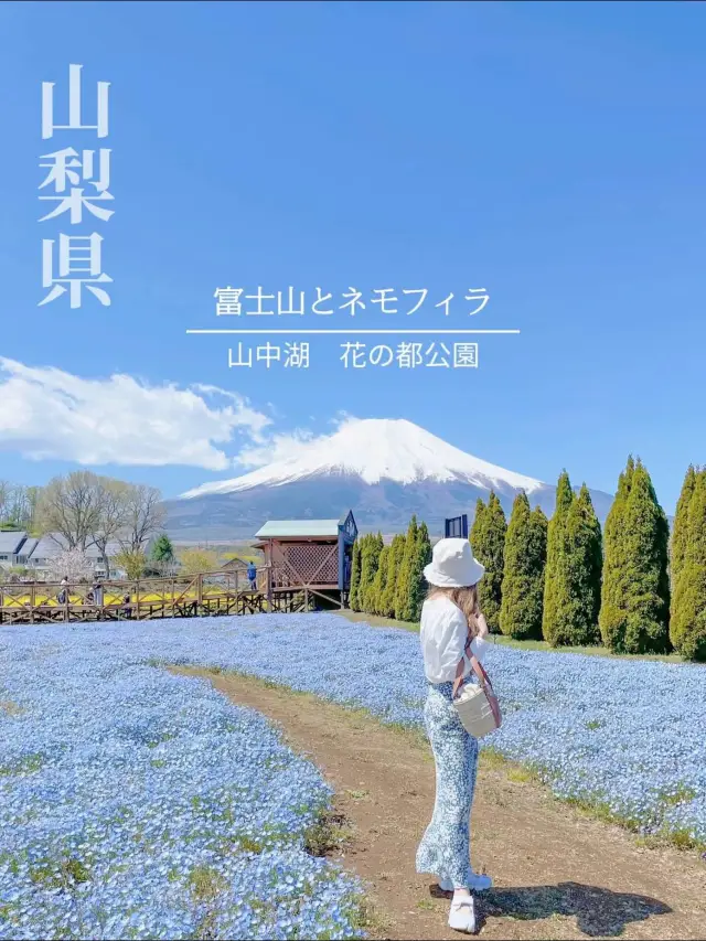 富士山とネモフィラが同時に見られる！山中湖花の都公園