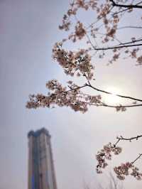 가족과 함께 떠나는 벚꽃놀이🌸