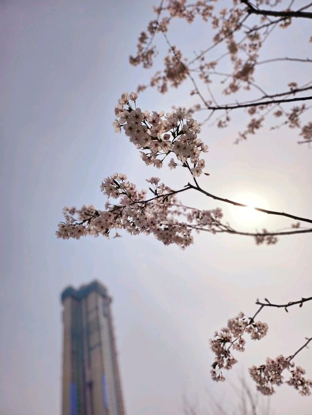 가족과 함께 떠나는 벚꽃놀이🌸