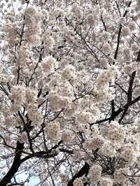 韓国/ソウル【ソウルの森】桜のおすすめスポット
