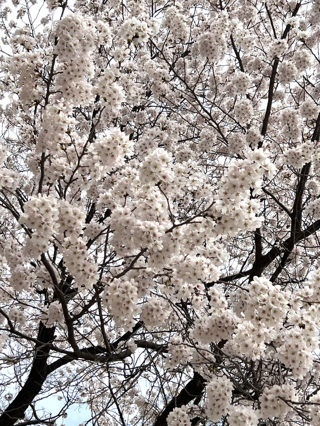 韓国/ソウル【ソウルの森】桜のおすすめスポット