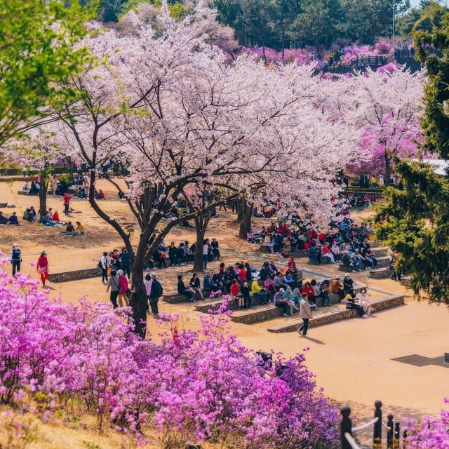 Beautiful Cherry Blossom of Wonmisan Mountain