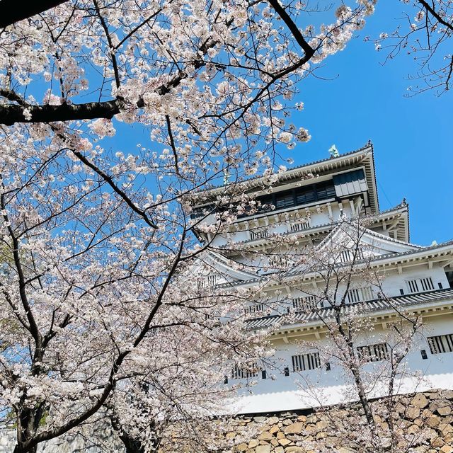 🌸ชมวิวปราสาทโคคุระท่ามกลางดอกซากุระบานสะพรั่ง