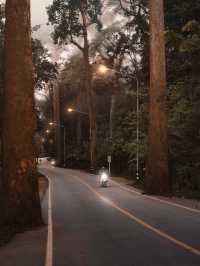 ถนนต้นยาง เชียงดาว 🌲🛤️