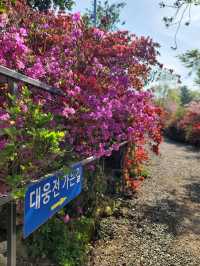 철쭉과 서부해당화의 환상콜라보🌸
