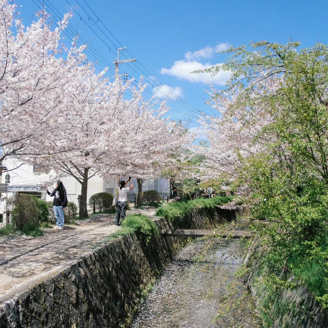 中津川～浪漫櫻花花海