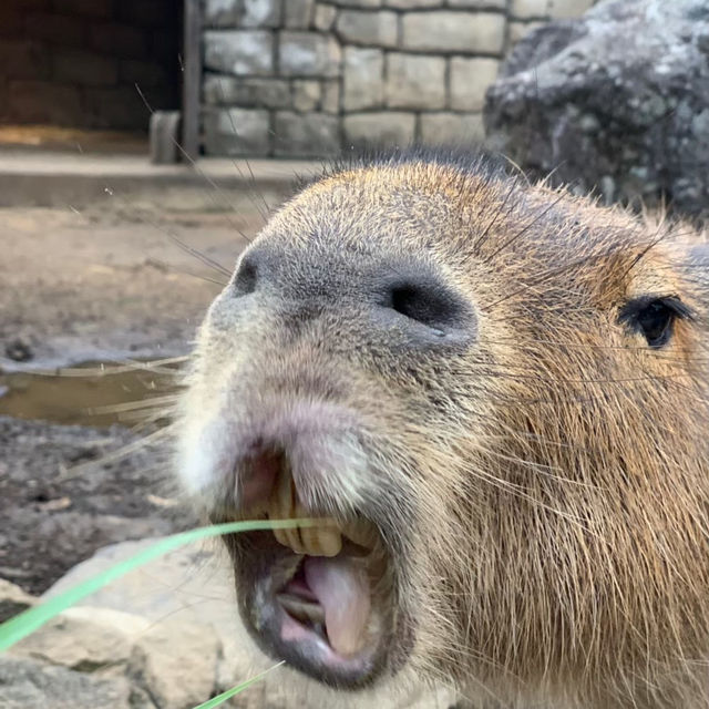 【カピバラ好きには必見★】伊豆シャボテン動物公園