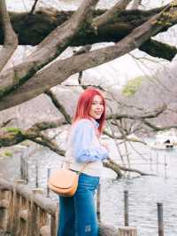 🌸 ปั่นเรือหงส์ ชมซากุระที่ Inokashira Park
