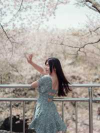 🇰🇷濟州島｜新山公園超美櫻花籃球場拍到人生照片！