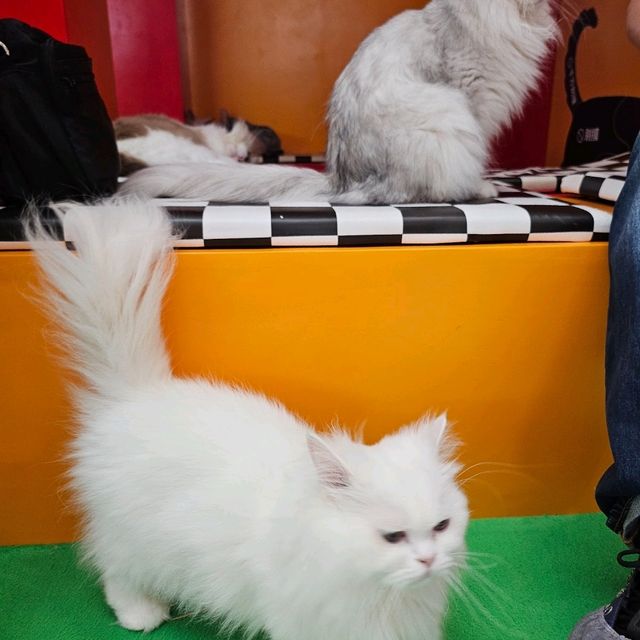 貓癡必去超能貓空間🐱🐈🐈‍⬛