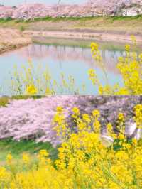 【兵庫】春だけ会える！菜の花と桜のコラボの絶対🌸