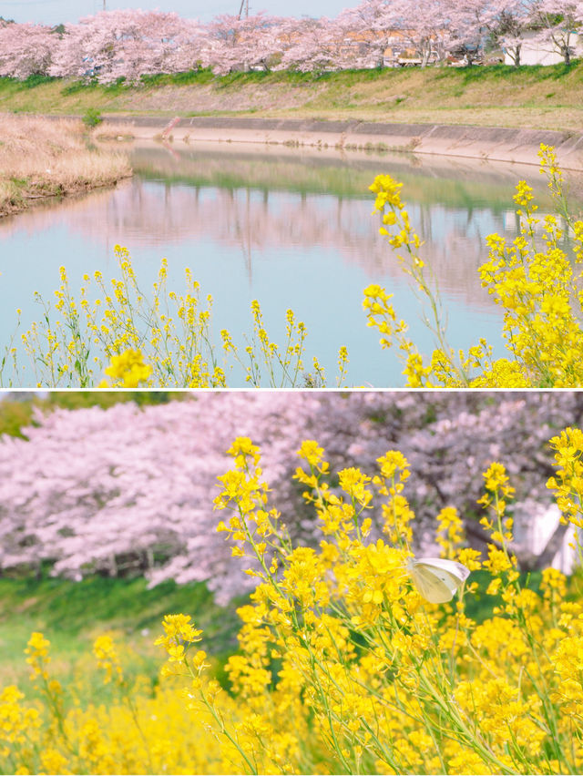 【兵庫】春だけ会える！菜の花と桜のコラボの絶対🌸