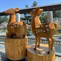 Starbucks Coffee สาขา Nara Park