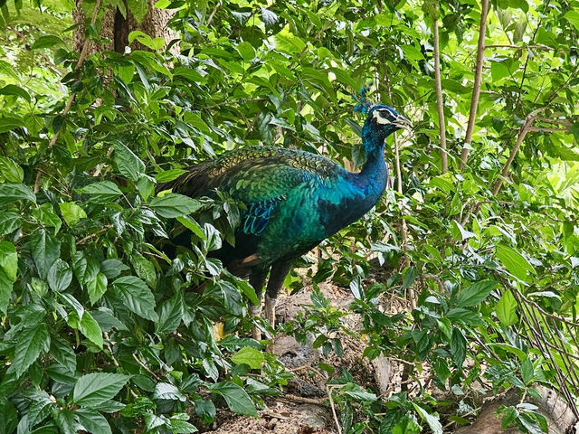 Nakhon Ratchasima Zoo