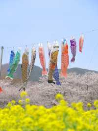 【栃木】桜と春風に揺れる🎏公園