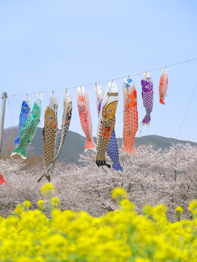 【栃木】桜と春風に揺れる🎏公園
