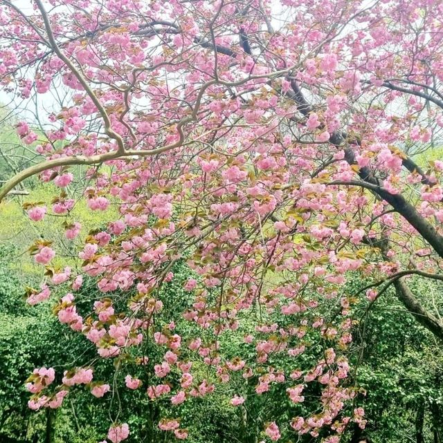 남미륵사 서부해당화