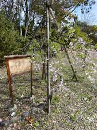 【2024桜】成長が楽しみ大阪豊國神社と醍醐の桜