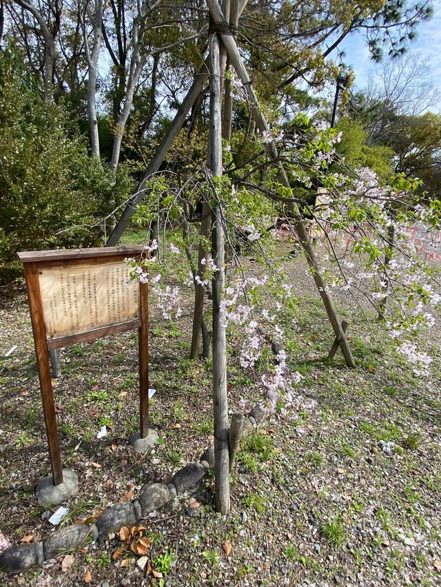 【2024桜】成長が楽しみ大阪豊國神社と醍醐の桜