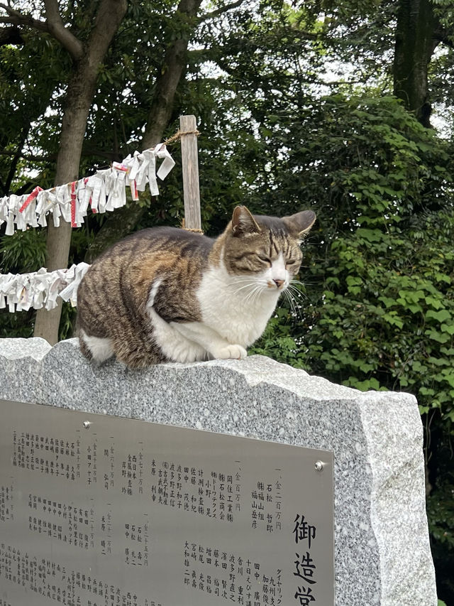 【北九州神社】看板猫に会えるかも？古代から続く神社
