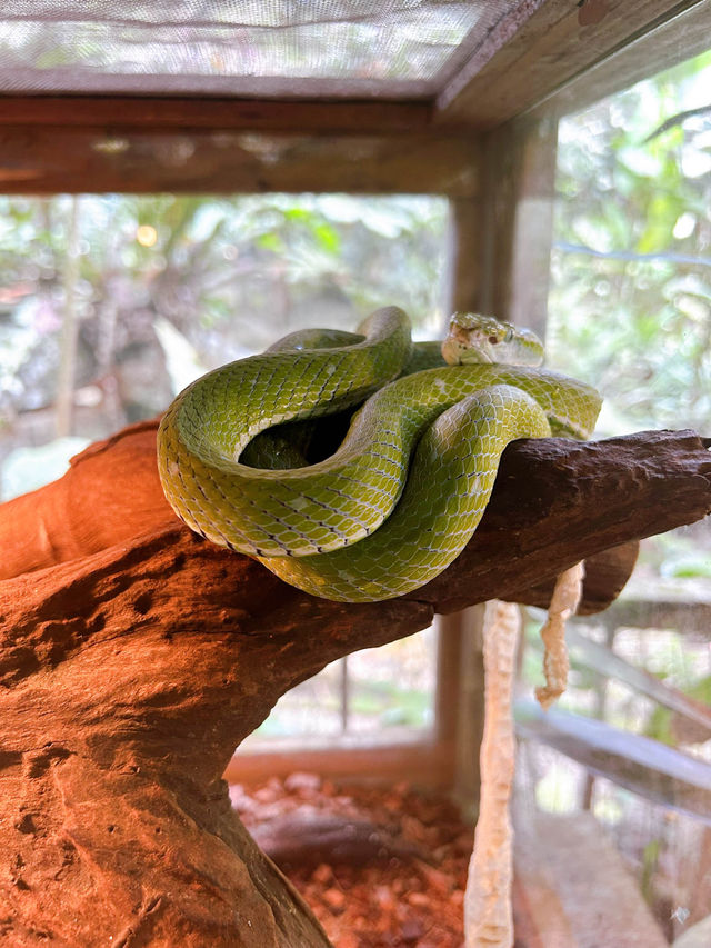 Snake Encounters at Deerland Kuala Gandah