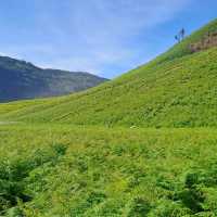 THE GREEN PARADISE OF BROMO