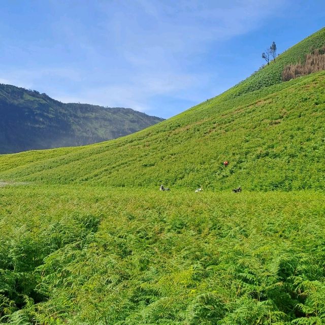 THE GREEN PARADISE OF BROMO