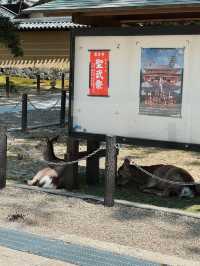 หนีแมวมาหากวางที่นารา NARA , JAPAN