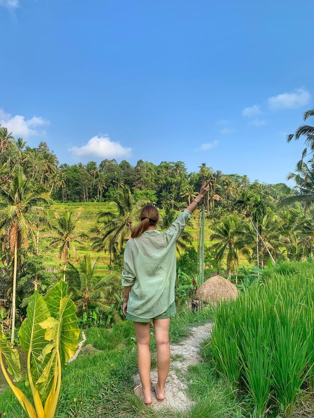 🇮🇩Rice Terraces in Bali-A Symphony of Nature💜