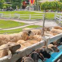 🐑ฟาร์มแกะเข้าฟรีที่นครศรีฯ