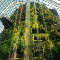 A Magical Escape to Cloud Forest, Singapore 🌿