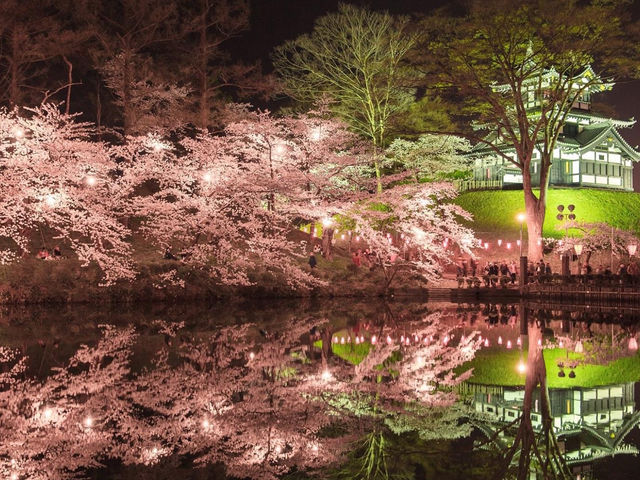 高田城址公園櫻花
