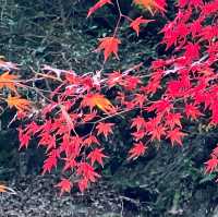鷲巣谷第1砂防ダム