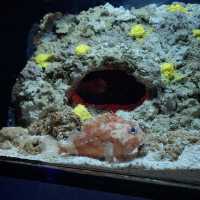 【沖縄観光】優雅に泳ぐジンベイザメが魅力の水族館