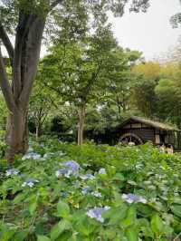 ここほんとに東京？！一万株のアジサイが咲き誇る府中郷土の森博物館