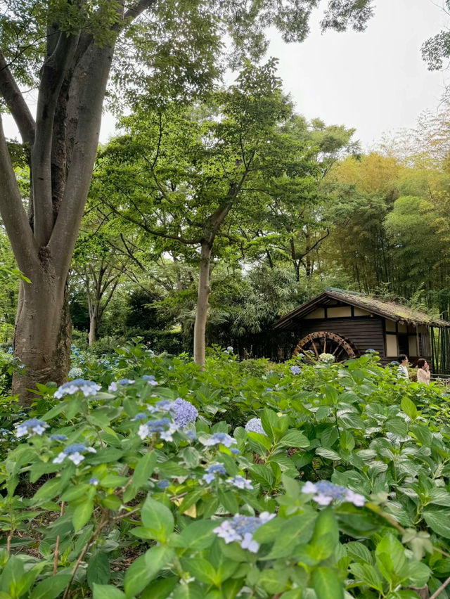 ここほんとに東京？！一万株のアジサイが咲き誇る府中郷土の森博物館