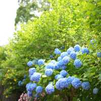 玫瑰花園超療癒！ 日本熱海人氣景點「ACAO FOREST