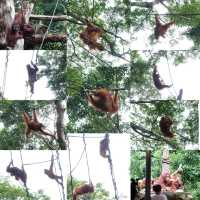 🦦🦧🦍🐟🐗新加坡奇妙野生動物園🦒🦘🐘🦚🐿️