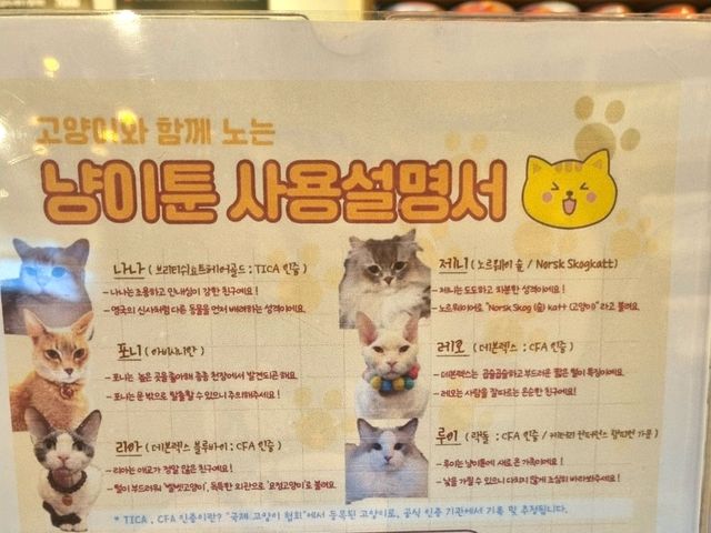 하남 고양이 카페: ☕️냥이툰😸