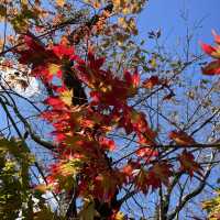 京都秋季賞楓親子遊指南：嵐山，南禪寺等賞楓好去處