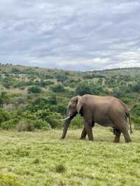 🦁 Experience the Wild at Kruger National Park 