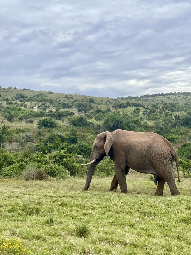 🦁 Experience the Wild at Kruger National Park 