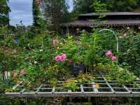 【苗栗】浪漫玫瑰花園，適合情侶家庭朋友賞花遊玩