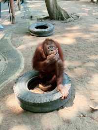 【バリ島】可愛い動物に沢山出会えるサファリ&マリンパーク